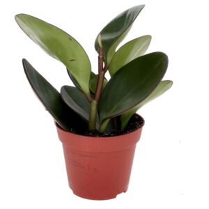 PR Live plant. Baby Rubber Plant (Medium)