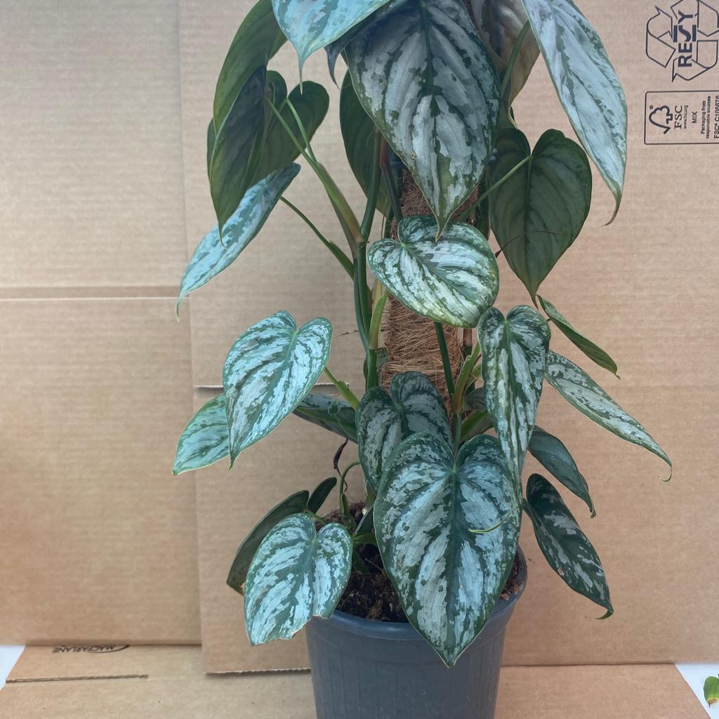 PR Live plant Silver Leaf Philodendron (Moss Pole)