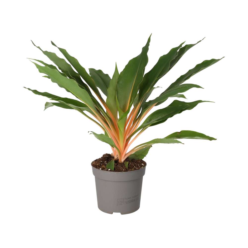 PR Live plant. Red Sword Plant (Large)