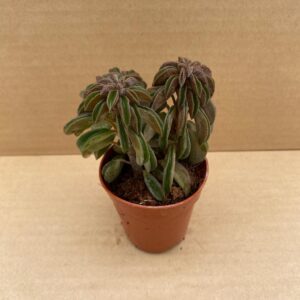 PR Live plant. Peperomia 'Silver Spark' (Small)