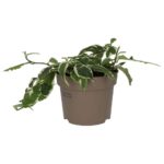 PR Live plant Large Leaf Creeping 'Variegated' (L)