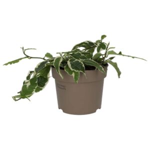 PR Live plant Large Leaf Creeping 'Variegated' (L)