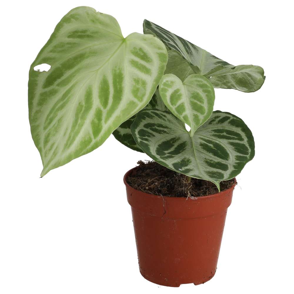 PR Live plant. Anthurium 'Silver Blush' (Large)