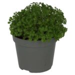 PR Live plant. Meadow Spikemoss (Small)
