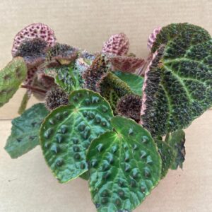 PR Live plant. Begonia ferox (Large)