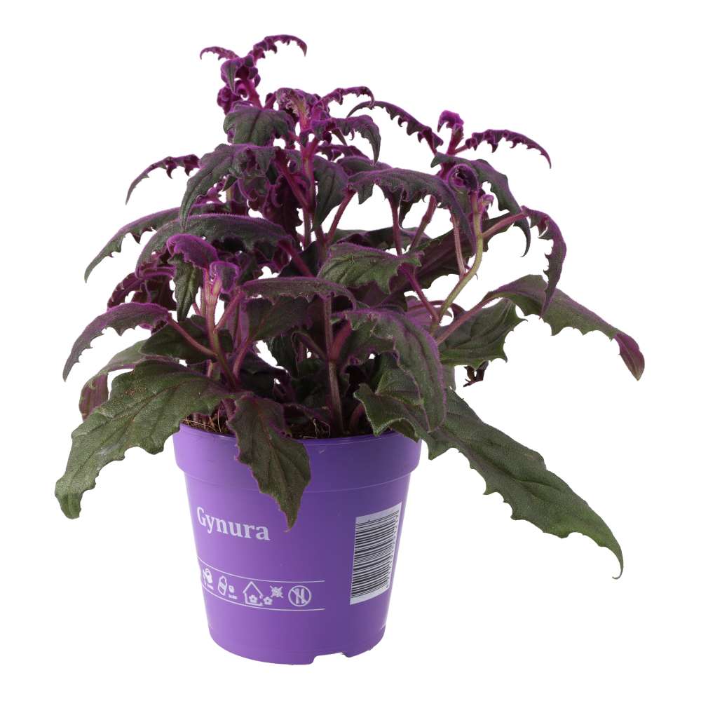 PR Live plant. Purple Velvet Plant (Large)