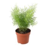 PR Live plant. Emerald Asparagus Fern (Large)
