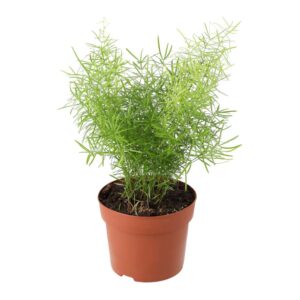 PR Live plant. Emerald Asparagus Fern (Large)