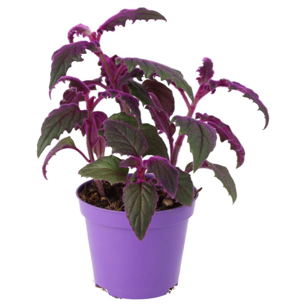 PR Live plant. Purple Velvet Plant (Medium)