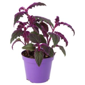 PR Live plant. Emerald Asparagus Fern (Medium)