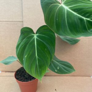 PR Live plant. Philodendron gloriosum (Large)