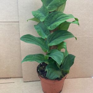 PR Live plant. Rhaphidophora korthalsii (Large)