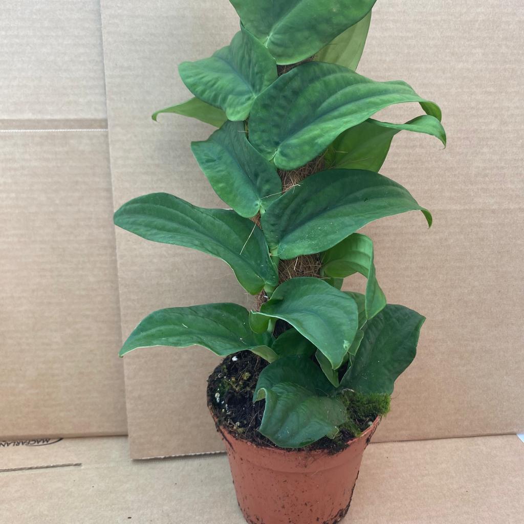 PR Live plant. Rhaphidophora korthalsii (Large)