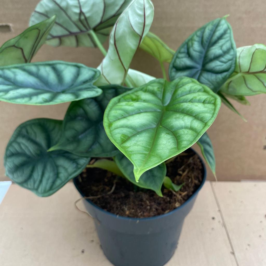 PR Live plant. Alocasia 'Dragon Scale' (Large)