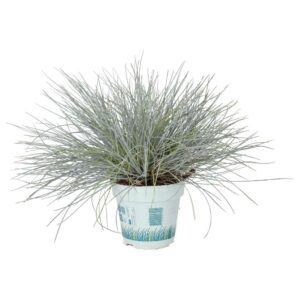 PR Live plant. Blue Dwarf Grass (Large)
