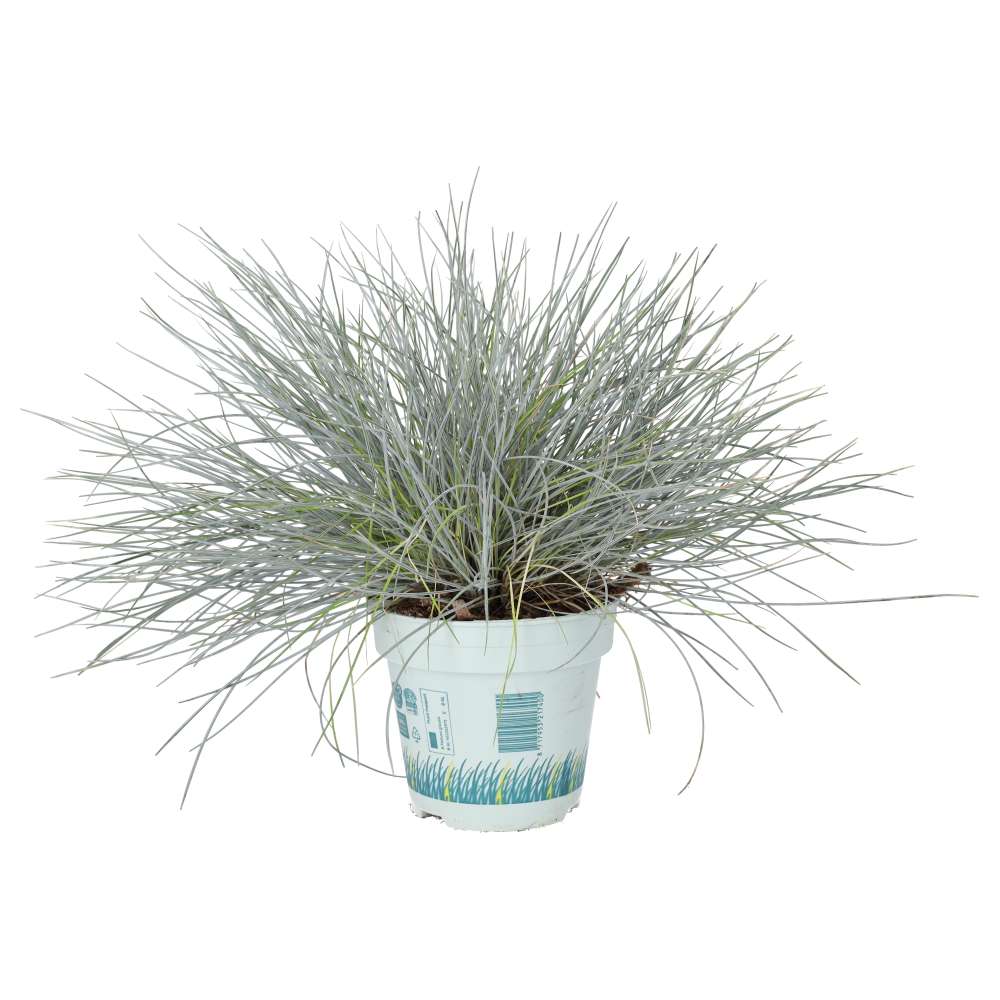 PR Live plant. Blue Dwarf Grass (Large)