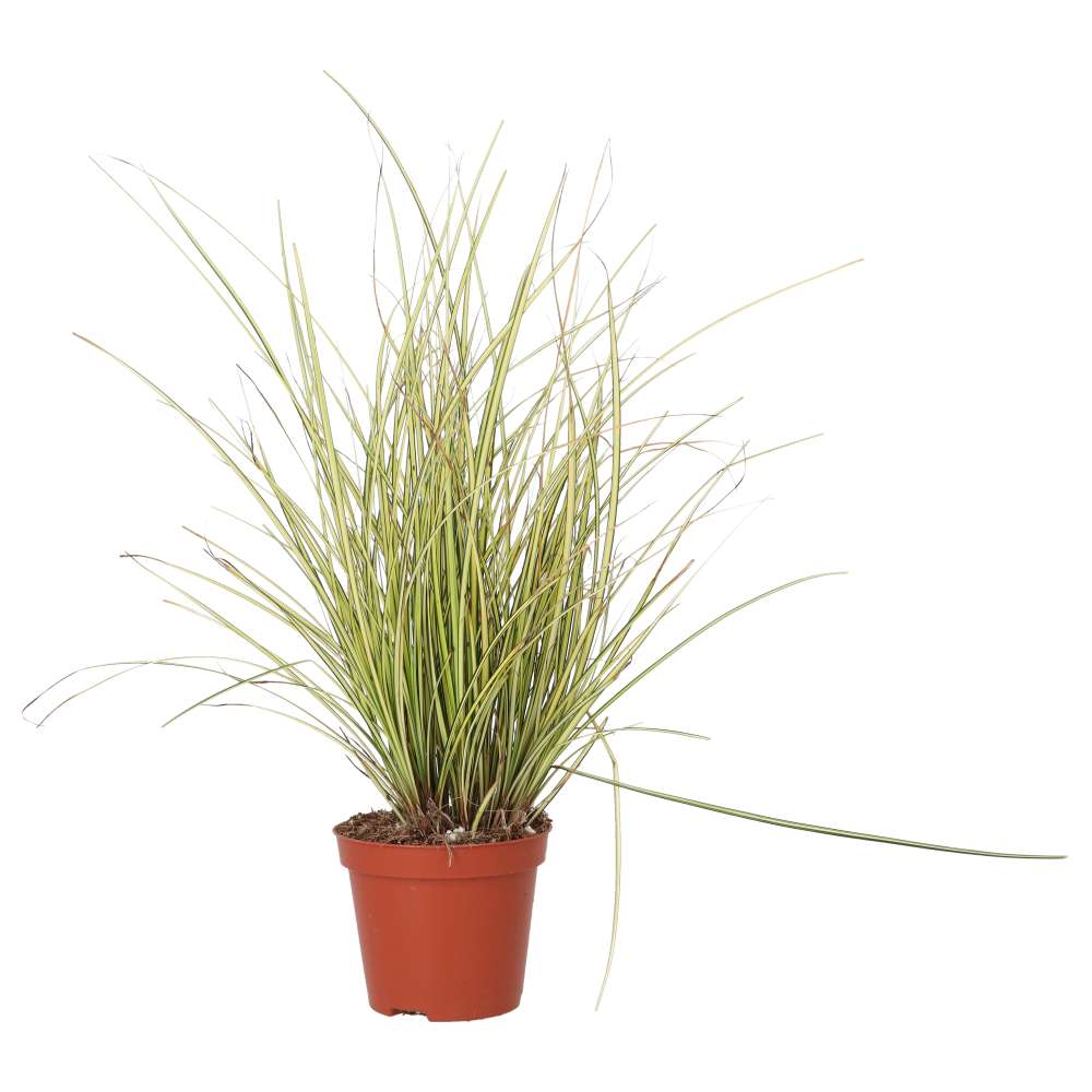 PR Live plant. Sedge Grass 'Jenneke' (Medium)