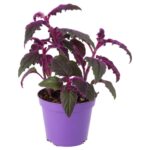 PR Live plant. Purple Velvet Plant (Medium)