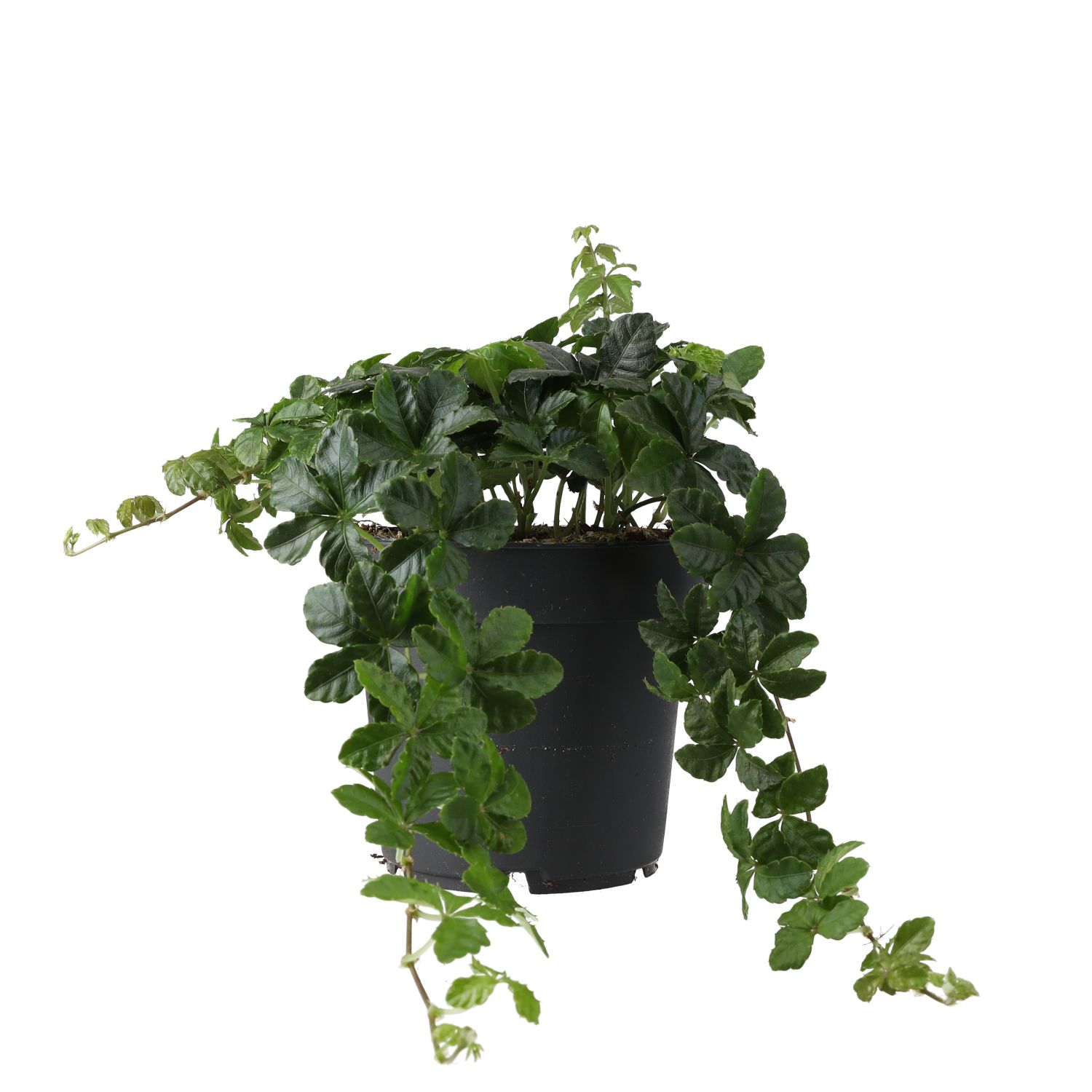 PR Live plant. Sugar Vine (Large)