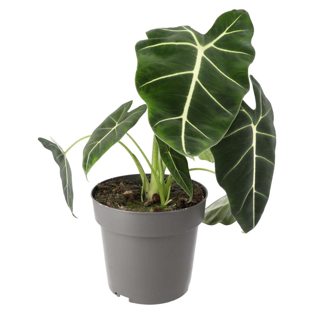 PR Live plant. Alocasia 'Frydek' (X Large)