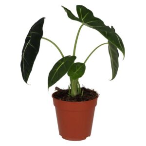 PR Live plant. Alocasia 'Frydek' (Large)
