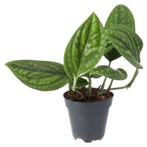 PR Live plant. Devil's Ivy 'Marble Planet (Large)