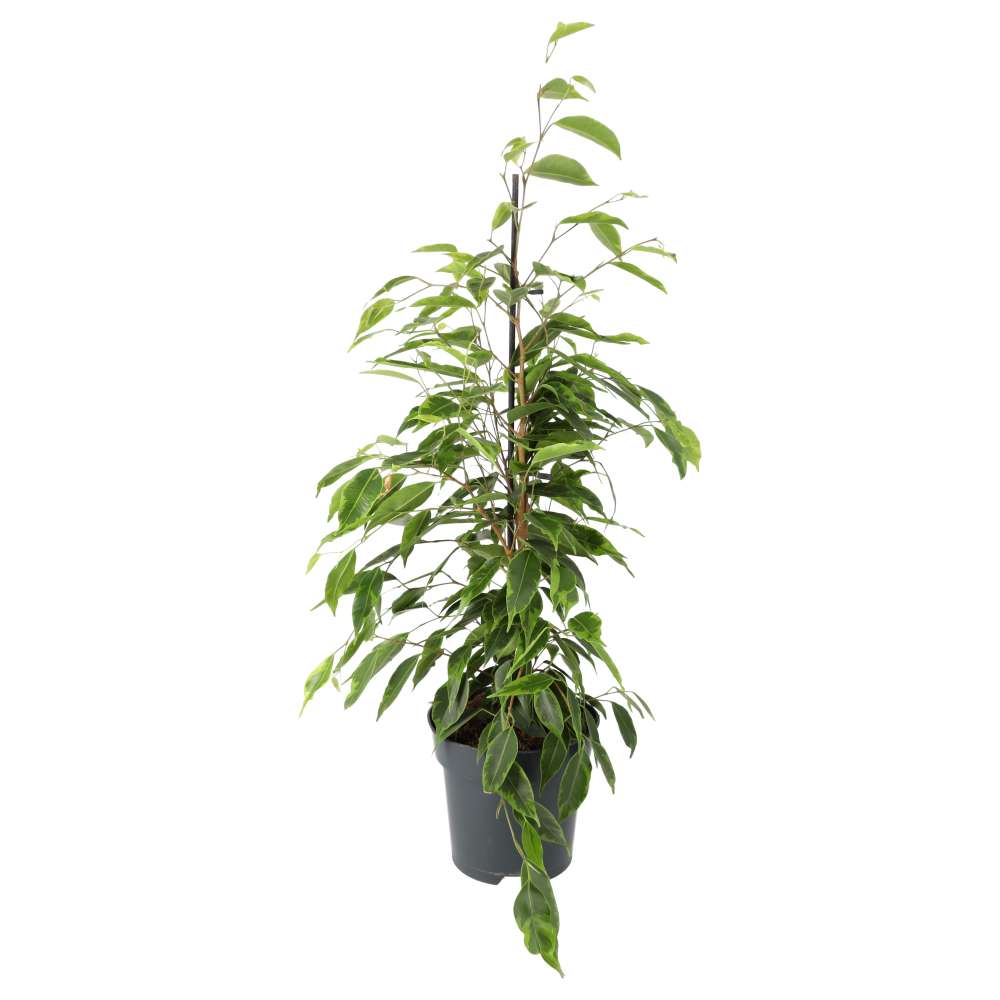 PR Live plant. Weeping Fig (Extra Tall)