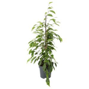 PR Live plant. Alocasia 'Red Secret' (Large)