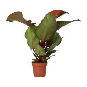 PR Live plant. Philodendron 'Sunlight' (Large)