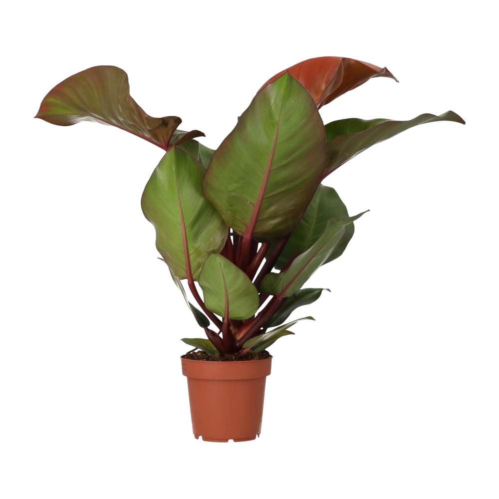 PR Live plant. Philodendron 'Sunlight' (Large)