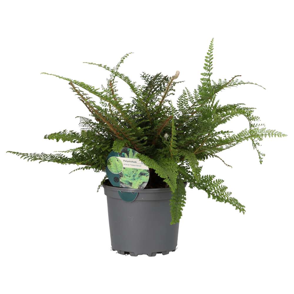 PR Live plant. Shield Fern (Large)