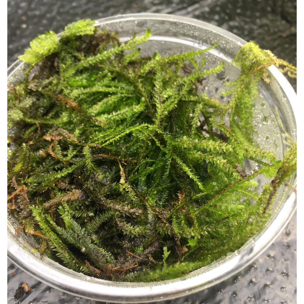 PR Live plant. Christmas moss (80cc cup) PR Live plant. Christmas moss (80cc cup)