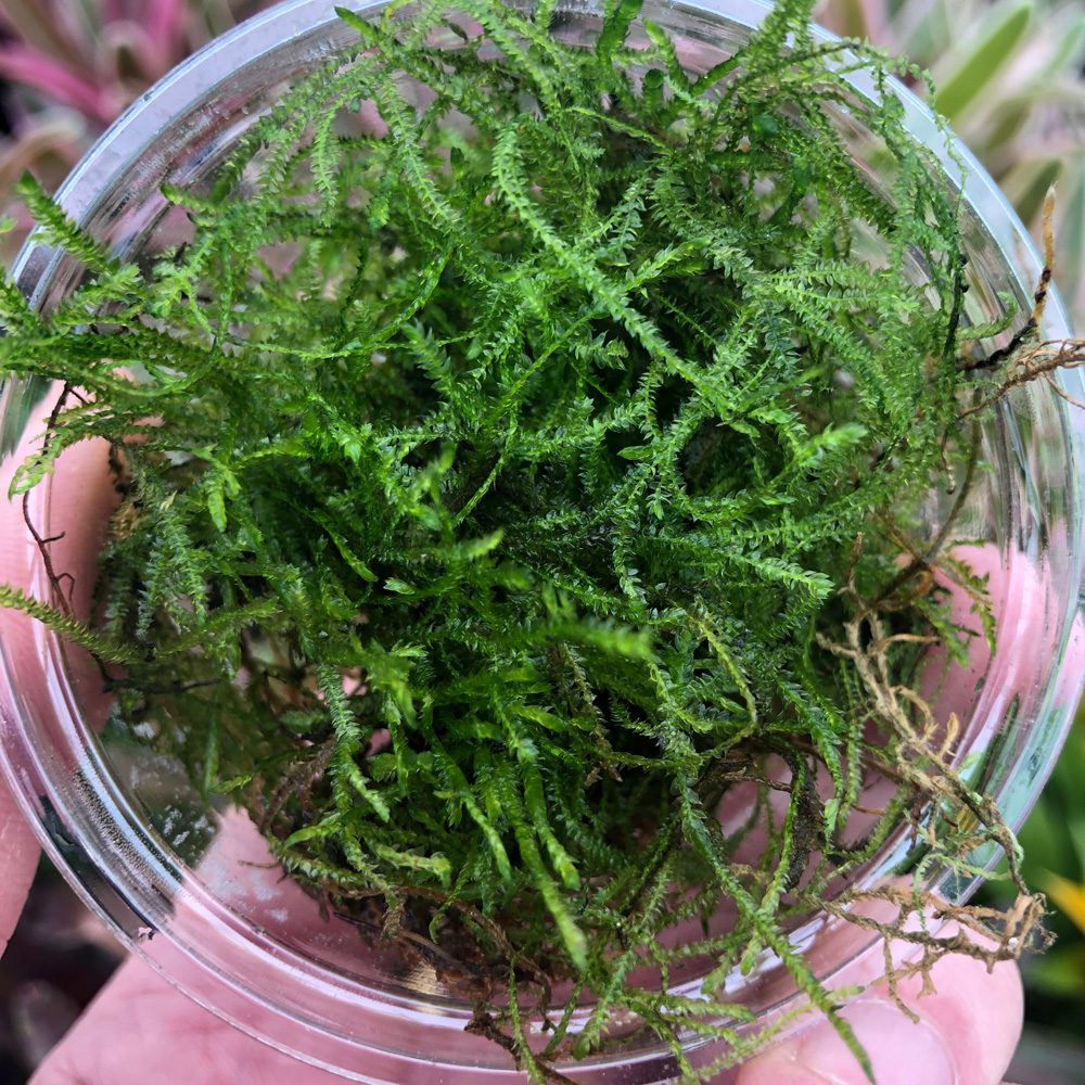 PR Live plant. Javamoss (80cc cup) PR Live plant. Javamoss (80cc cup)