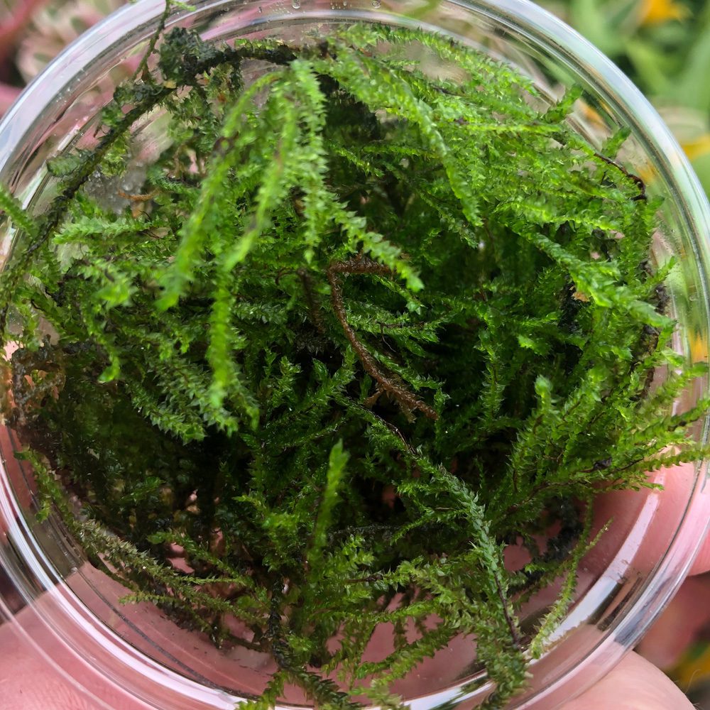 PR Live Plant: Barbieri Java Moss (80cc cup) PR Live Plant: Barbieri Java Moss (80cc cup)