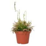 PR Live plant. Cape Sundew (Medium)