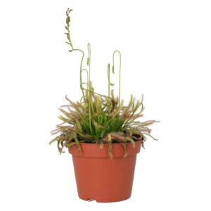 PR Live plant. Cape Sundew (Medium)