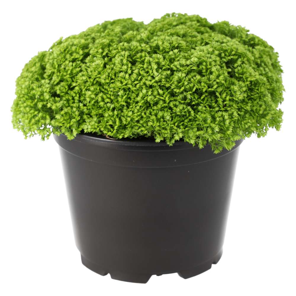 PR Live plant. Meadow Spikemoss (Large)