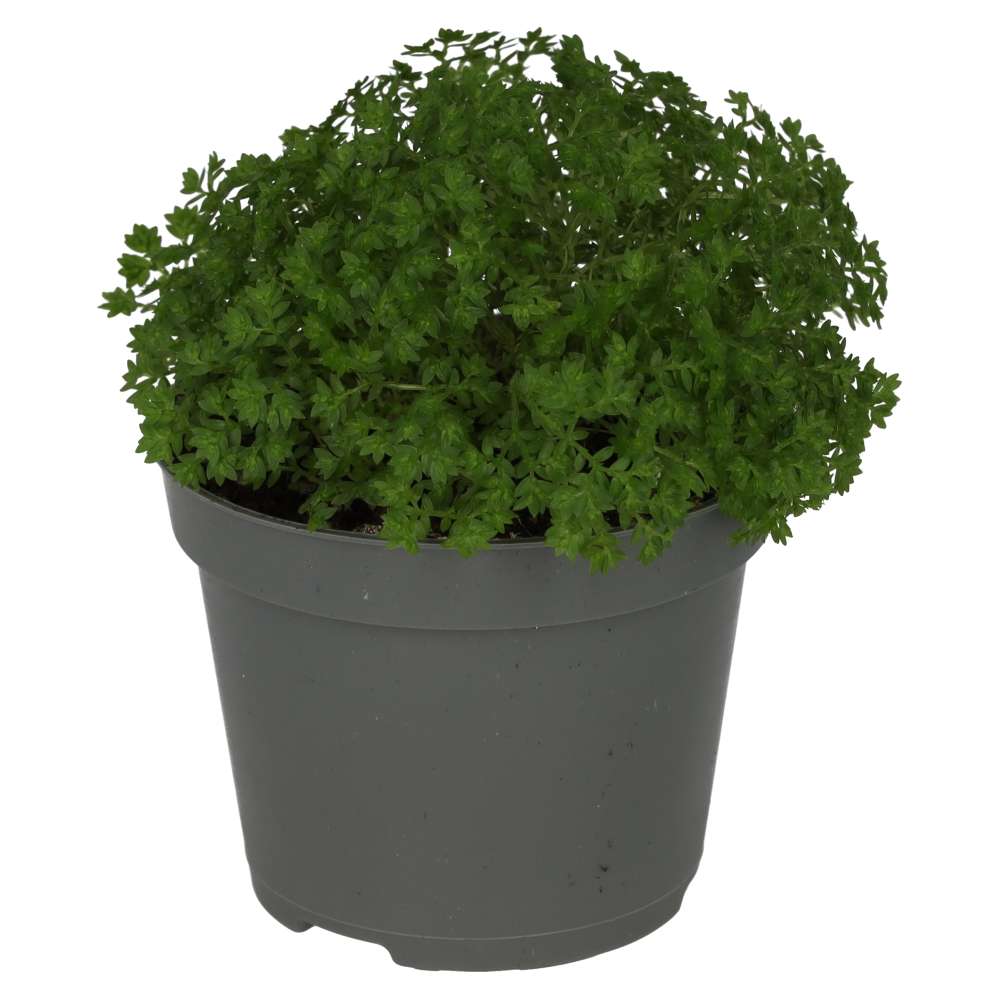 PR Live Plant. Meadow Spikemoss (Small)