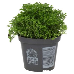 PR Live plant. Meadow Spikemoss (Medium)
