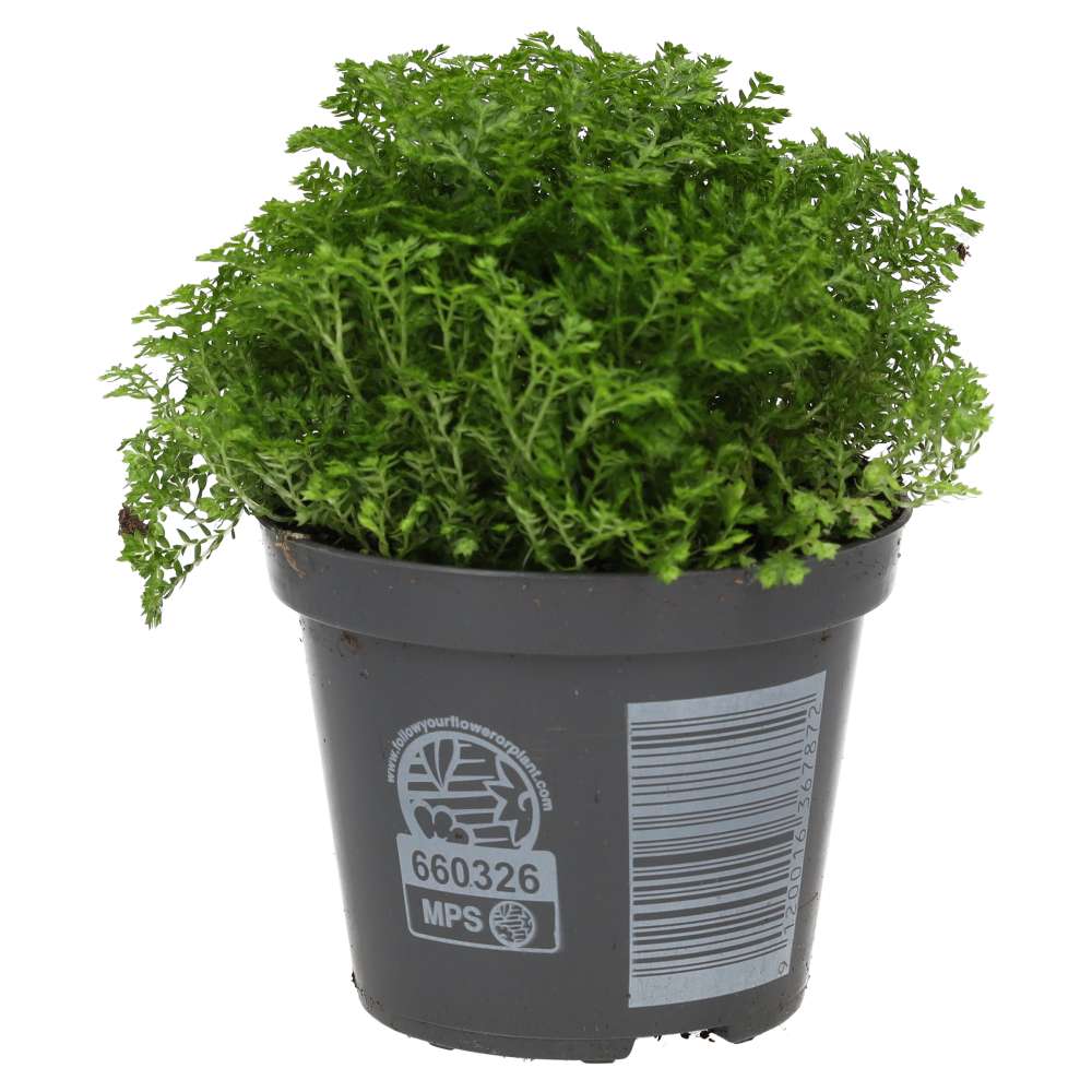 PR Live plant. Meadow Spikemoss (Medium)