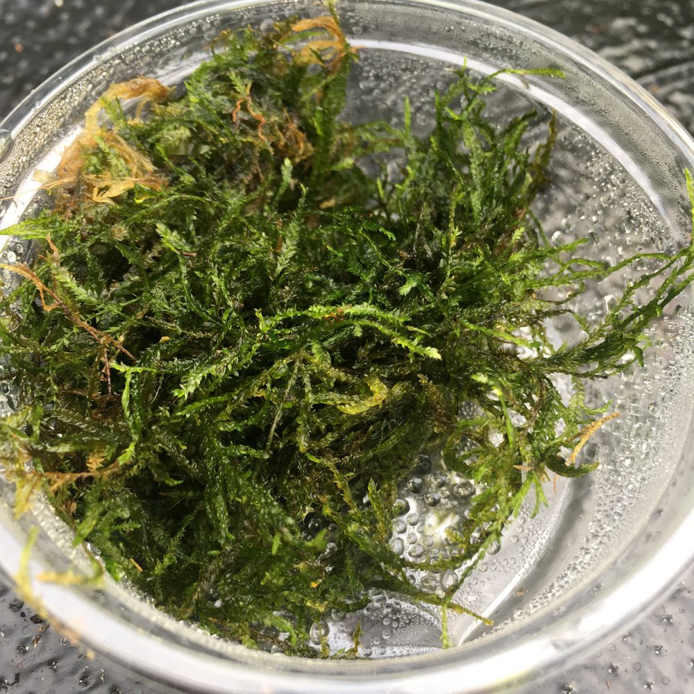 PR Live plant. Taiwan moss (80cc cup) PR Live plant. Taiwan moss (80cc cup)