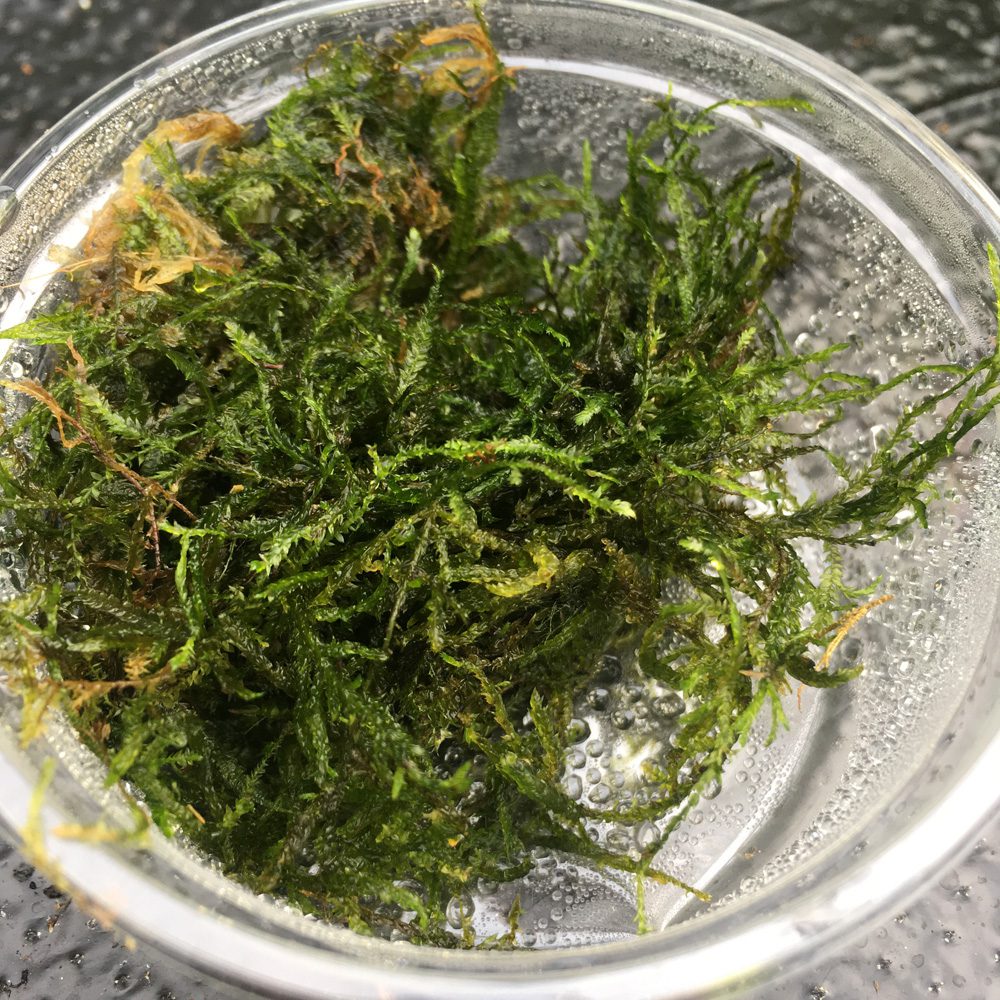 PR Live plant. Taiwan moss (80cc cup)