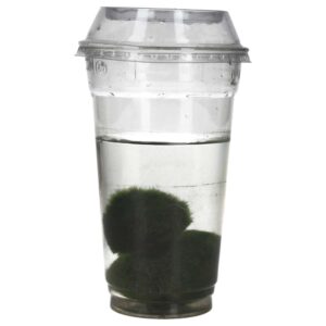 PR Live plant. Marimo Moss Ball x2 (Plastic Tub)