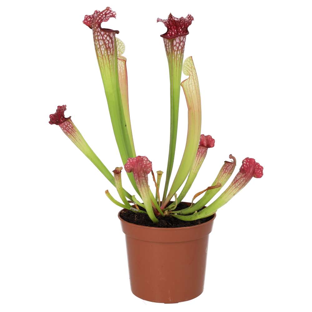 PR Live plant. Trumpet Pitcher 'Fiona' (Medium)