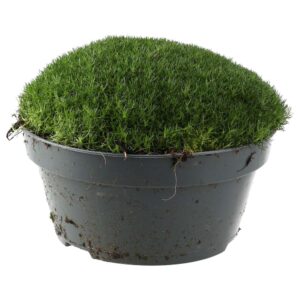 PR Live plant. Pearlwort mix (X Large)