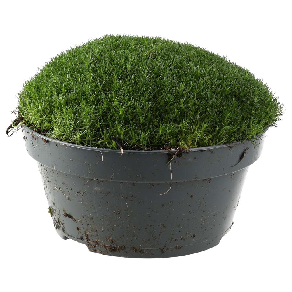 PR Live plant. Pearlwort mix (X Large)