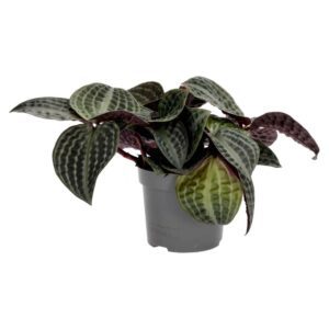 PR Live plant. Seersucker Plant (Large)