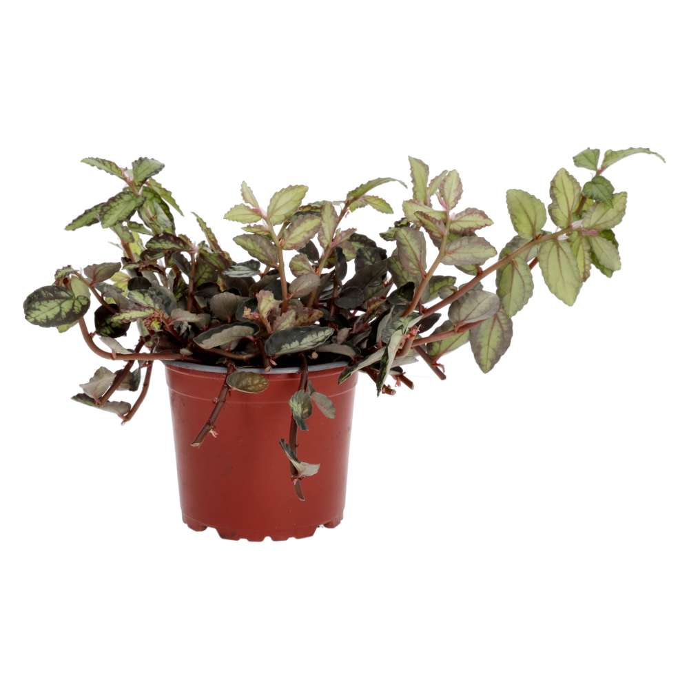 PR Live plant. Watermelon Begonia (Large)