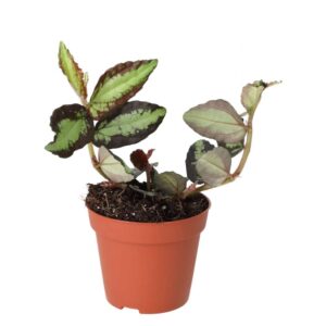 PR Live plant. Watermelon Begonia (Medium)
