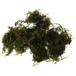 PR Live plant. Christmas moss (80cc cup)